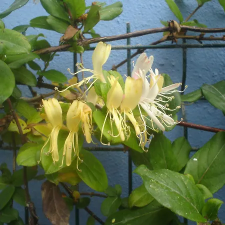 Peniche Blue Wave 게스트하우스 *