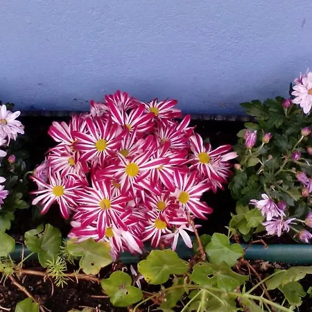 Affittacamere Peniche Blue Wave Atouguia Da Baleia