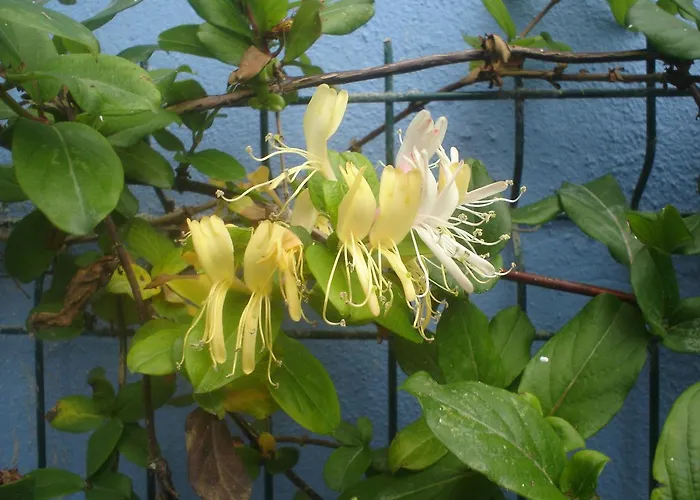 Peniche Blue Wave 게스트하우스 *